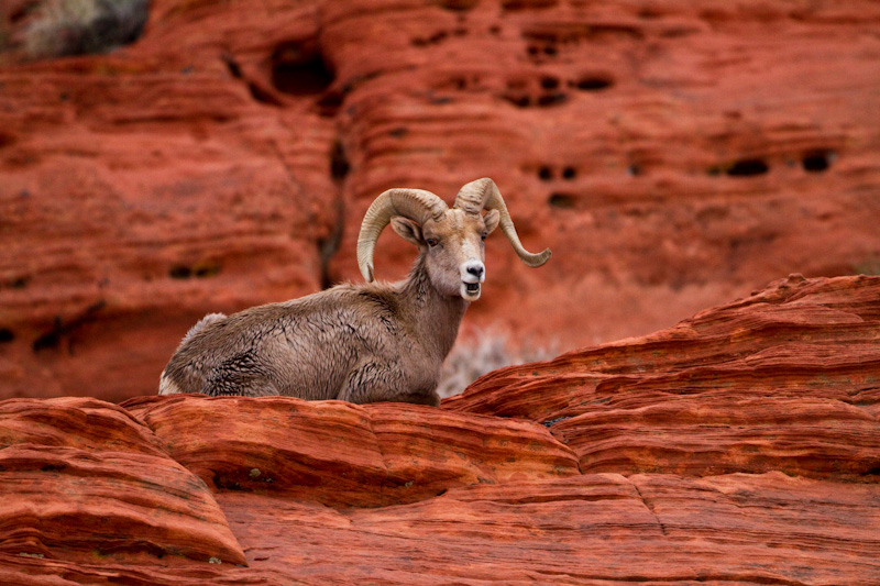 Bighorn On Slickrock